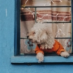 Технический анализ игровой механики слота The Dog House