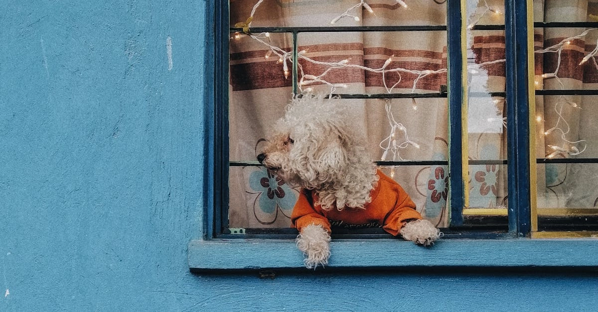 Технический анализ игровой механики слота The Dog House