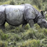 Анализ игрового автомата Great Rhino Deluxe с техническими характеристиками