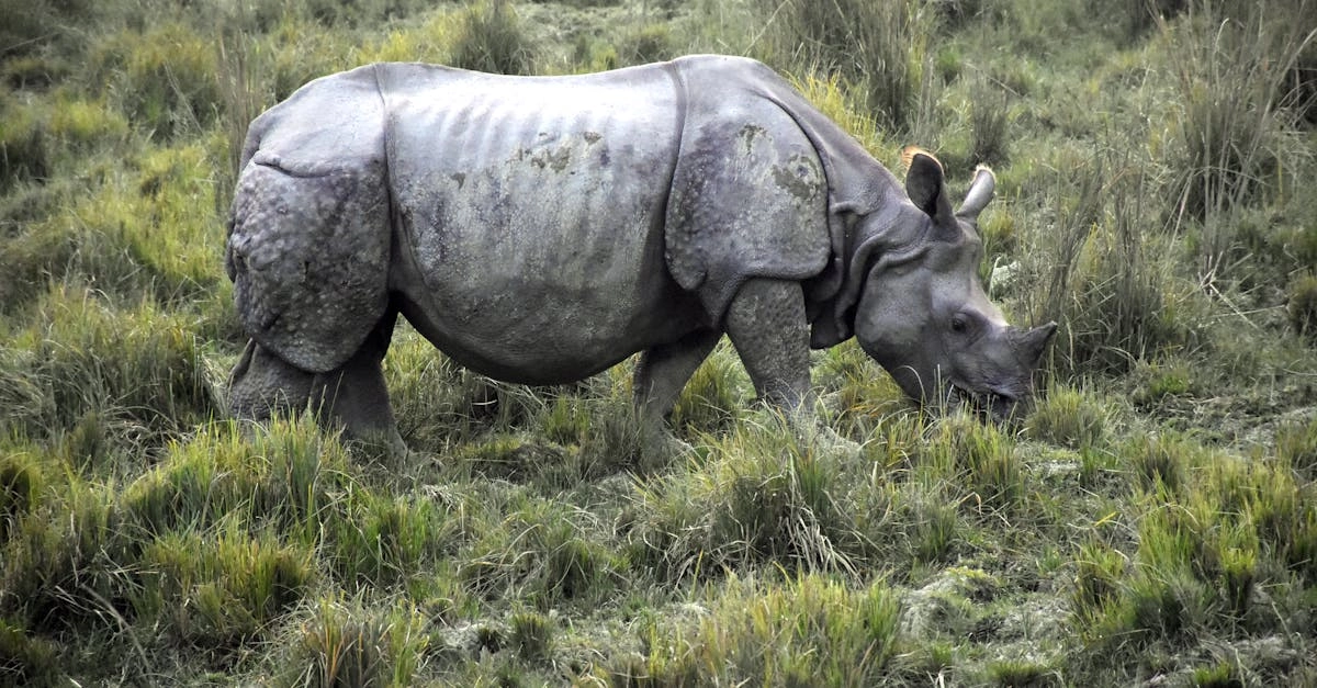 Анализ игрового автомата Great Rhino Deluxe с техническими характеристиками